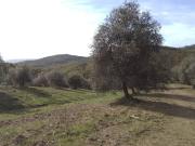 Terreno in vendita a Scansano GR