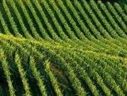 Terreno in vendita a Scansano GR