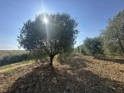 Terreno in vendita a Scarlino GR
