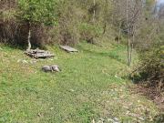 Terreno in vendita a Schignano CO