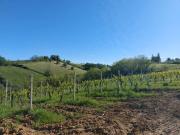 Terreno in vendita a Serra de' Conti AN