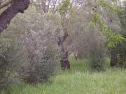 Terreno in vendita a Siracusa SR