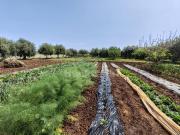 Terreno in vendita a Siracusa SR
