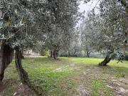 Terreno in vendita a Spello PG