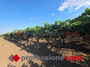 Terreno in vendita a Taranto TA