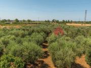 Terreno in vendita a Tarquinia VT