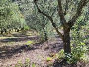 Terreno in vendita a Taurasi AV