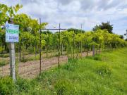 Terreno in vendita a Telese Terme BN