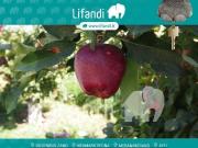 Terreno in vendita a Termeno sulla Strada del Vino BZ