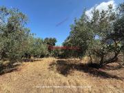 Terreno in vendita a Terrasini PA