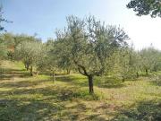 Terreno in vendita a Torrita di Siena SI