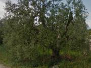 Terreno in vendita a Trani BT