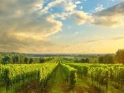 Terreno in vendita a Trebaseleghe PD