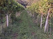 Terreno in vendita a Tregnago VR