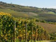 Terreno in vendita a Treiso CN