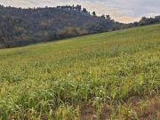 Terreno in vendita a Trevi PG