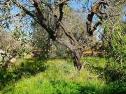 Terreno in vendita a Tricase LE