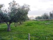 Terreno in vendita a Tuscania VT