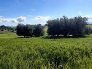 Terreno in vendita a Tuscania VT