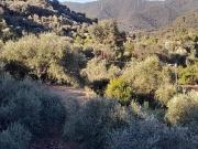 Terreno in vendita a Vallebona IM