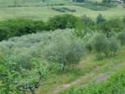 Terreno in vendita a Vallefoglia PU