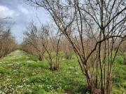 Terreno in vendita a Vasanello VT