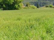 Terreno in vendita a Vecchiano PI