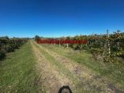 Terreno in vendita a Velletri RM