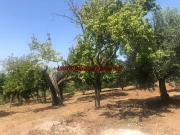 Terreno in vendita a Velletri RM Terreno in vendita a Velletri RM