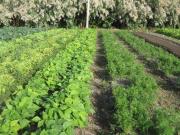 Terreno in vendita a Venezia VE