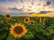 Terreno in vendita a Vigasio VR