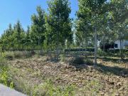 Terreno in vendita a Villanova di Camposampiero PD