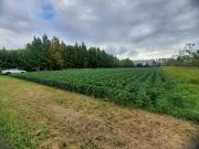 Terreno in vendita a Villanova di Camposampiero PD