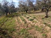 Terreno in vendita a Vinci FI