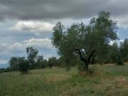 Terreno in vendita a Viterbo VT