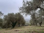 Terreno in vendita a Viterbo VT