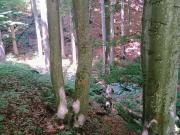 Terreno in vendita a Viù TO