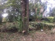 Terreno in vendita a Zafferana Etnea CT