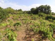 Terreno in vendita a Zafferana Etnea CT