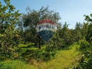 Terreno in vendita a Zafferana Etnea CT Terreno in vendita a Zafferana Etnea CT