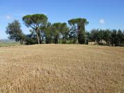 Terreno in vendita, Castiglione del Lago binami