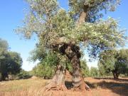 Terreno in vendita di 10000 m² in Contrada bufalaria