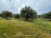 Terreno in vendita di 10000 m² in Contrada Sant&apos Arsenio