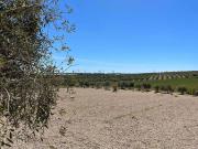 Terreno in vendita di 10000 m² in Strada Provinciale 26