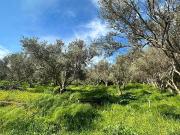 Terreno in vendita di 10000 m² in Via Madonna delle...