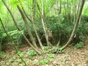 Terreno in vendita di 10000 m² in Via Simoncelli