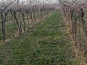 Terreno in vendita di 10000 m² in Via Valfonda