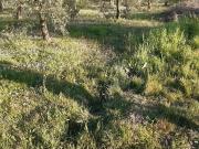 Terreno in vendita di 1000 m² in Via della Libertà