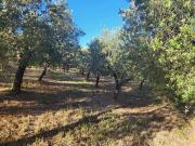 Terreno in vendita di 10220 m² in Contrada Demanio e Spugne