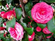 Terreno in vendita di 1040 m² in Via Cormor Alto